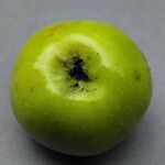 Malus sylvestris 果實