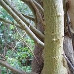 Erythrina fusca Bark