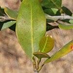 Mascarenhasia arborescens Hoja