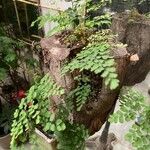 Adiantum capillus-veneris Hoja