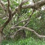 Ficus obliqua Habit