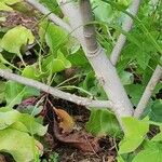 Malva acerifolia Bark