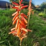 Aloe vituensis Квітка