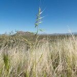 Festuca microstachys ᱛᱟᱦᱮᱸ