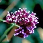 Verbena hastata Blomst