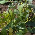 Vigna unguiculata Leaf