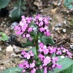 Fedia graciliflora Flower