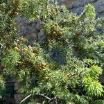 Juniperus oxycedrus ᱡᱚ