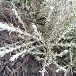 Artemisia herba-alba ഇല