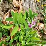 Lathyrus linifolius পাতা