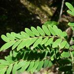 Phyllanthus niruroides List