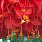 Brownea grandiceps Цветок