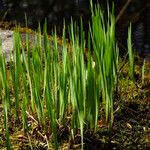 Acorus calamus Hoja