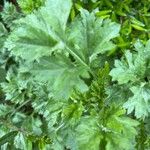 Artemisia princeps Листок