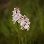 Dactylorhiza maculata 花