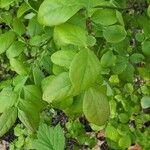 Vaccinium pallidum Hoja