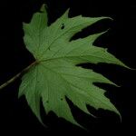 Begonia sikkimensis Leaf