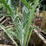 Cynara scolymus Diğer