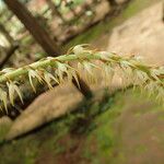 Bulbophyllum calvum Çiçek