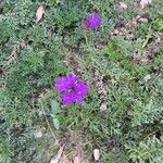 Glandularia tenera Flower