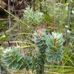 Cyathopsis albicans Habit