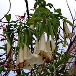 Brugmansia suaveolens Pokrój