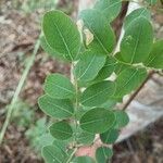 Phyllanthus reticulatus Blatt