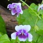 Viola hederacea Květ