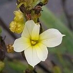 Sisyrinchium striatum Fleur