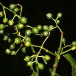 Psychotria panamensis Плод