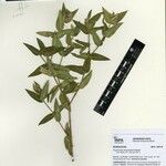 Psychotria arirambana ᱮᱴᱟᱜ