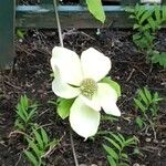 Cornus nuttallii 花