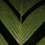 Calyptrogyne trichostachys Fruto
