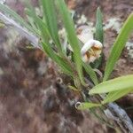 Trichodesma marsabiticum Flower