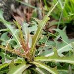 Lactuca indica Hoja