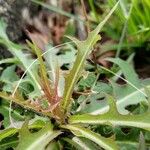 Lactuca indica ഇല