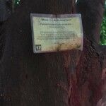 Castanospermum australe Rinde