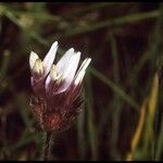 Trifolium barbigerum Blüte