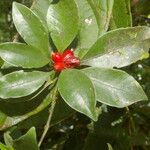 Psychotria chagrensis Плод