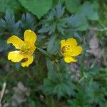 Ranunculus hispidus Flower