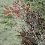 Aloe secundiflora Traoù all