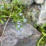 Myosotis arvensisᱵᱟᱦᱟ