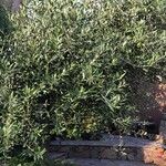 Olea europaeaFrutto