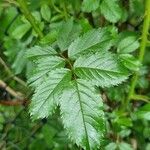 Rosa multiflora Blatt