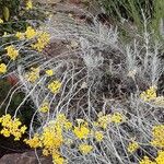 Helichrysum italicum Hábitos