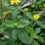 Sanvitalia procumbens Likasa