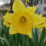 Narcissus pseudonarcissus फूल