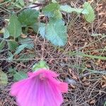 Malope malacoides Leaf