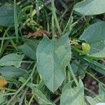 Convolvulus arvensis ᱥᱟᱠᱟᱢ