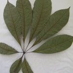 Eriotheca longitubulosa Otro